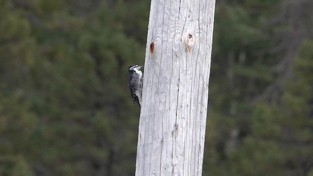 Black-backed Woodpecker - ML616045995