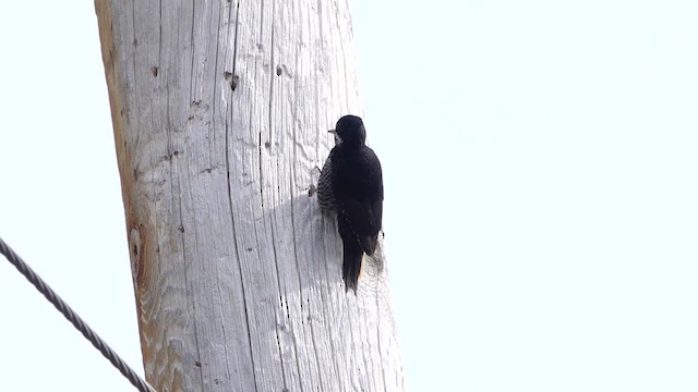 Black-backed Woodpecker - ML616045996