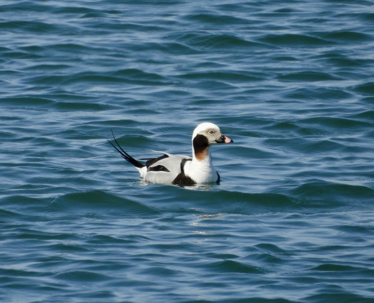Long-tailed Duck - ML616046051