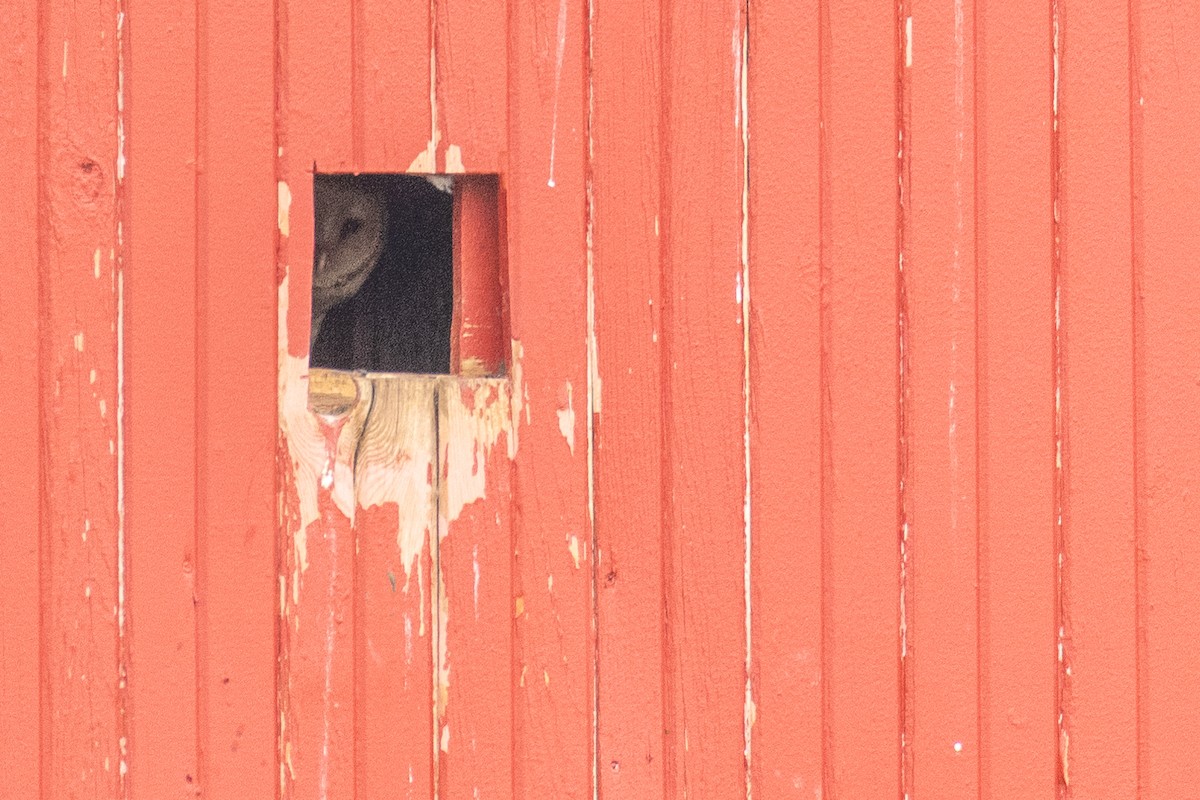 Ebird checklist 14 mar 2024 pickerington ponds franklin co 5
