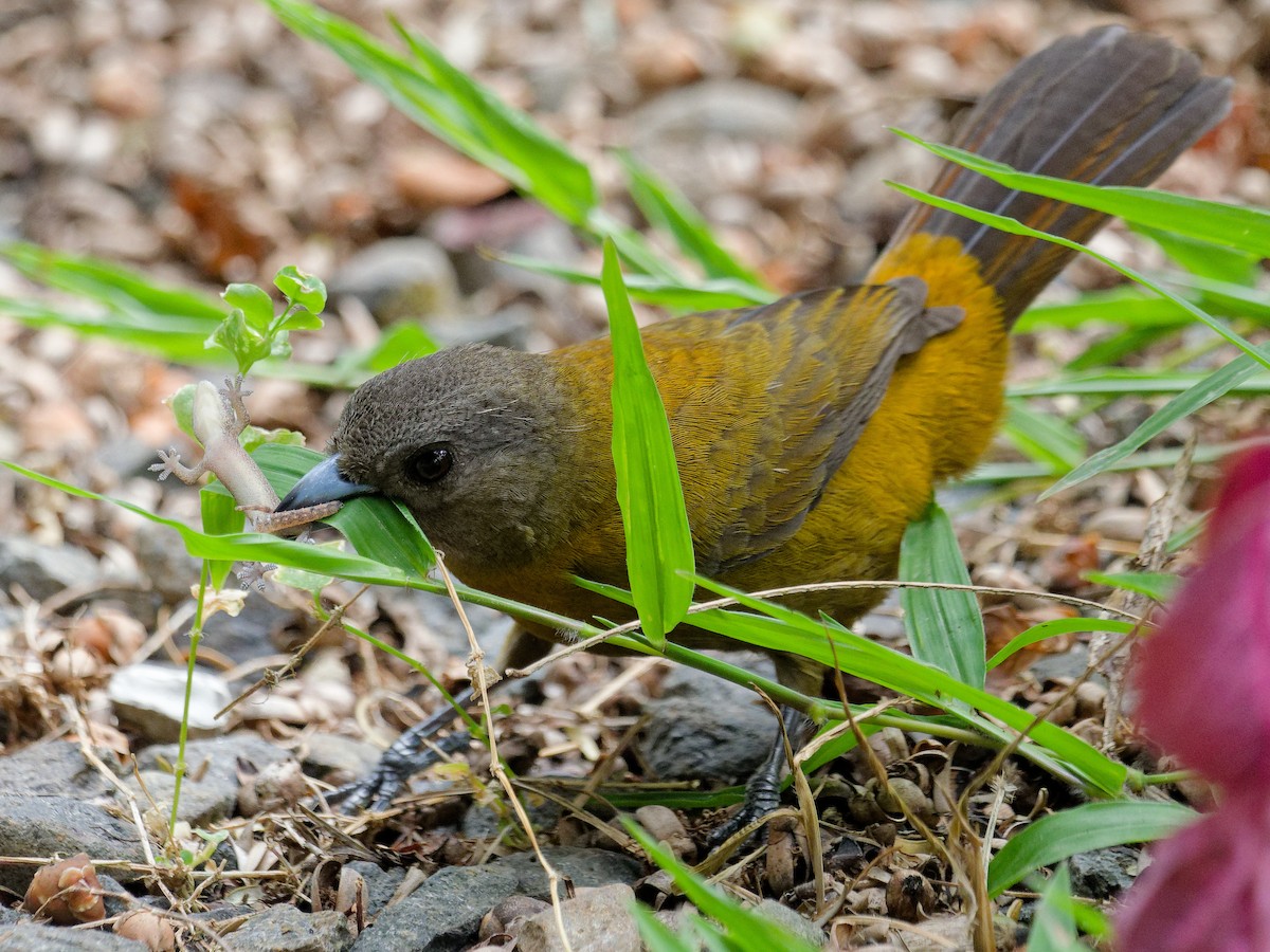 Scarlet-rumped Tanager - ML616046180