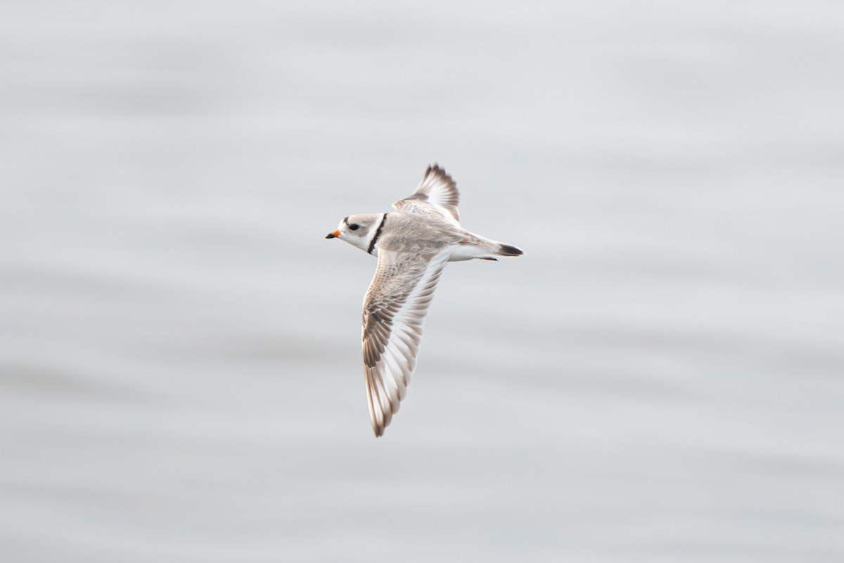 Piping Plover - ML616046277