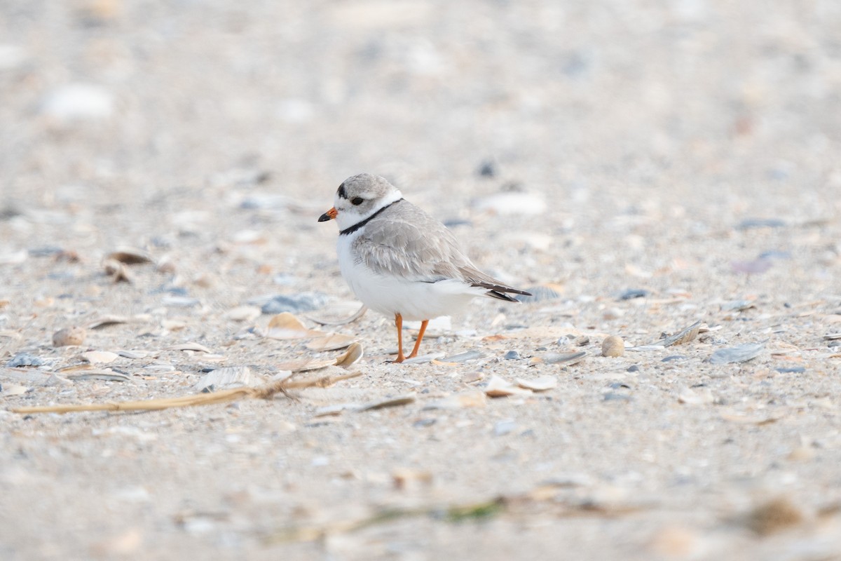 Piping Plover - ML616046278