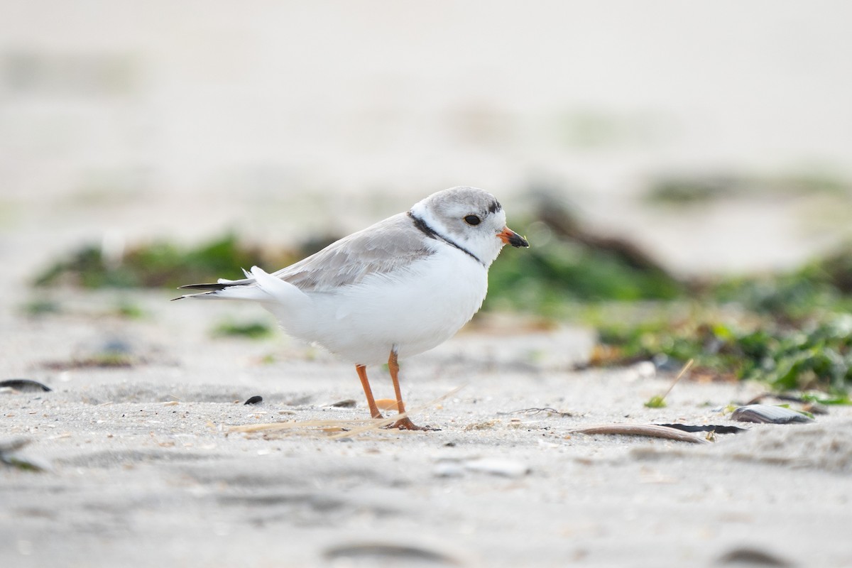 Piping Plover - ML616046279