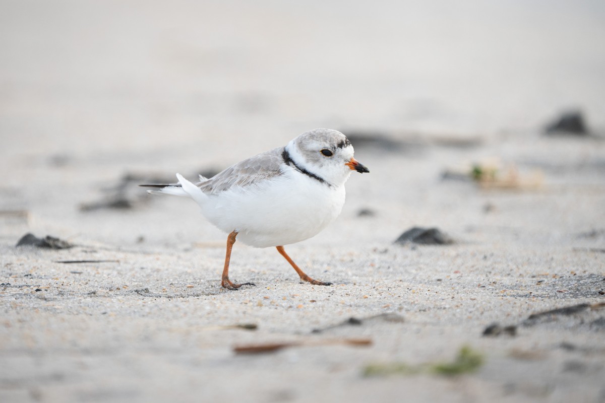 Piping Plover - ML616046280
