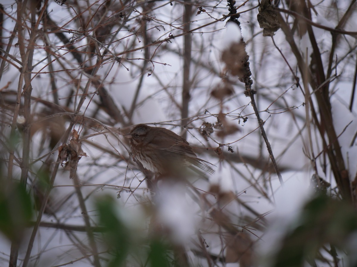Song Sparrow - Lily  Feeback