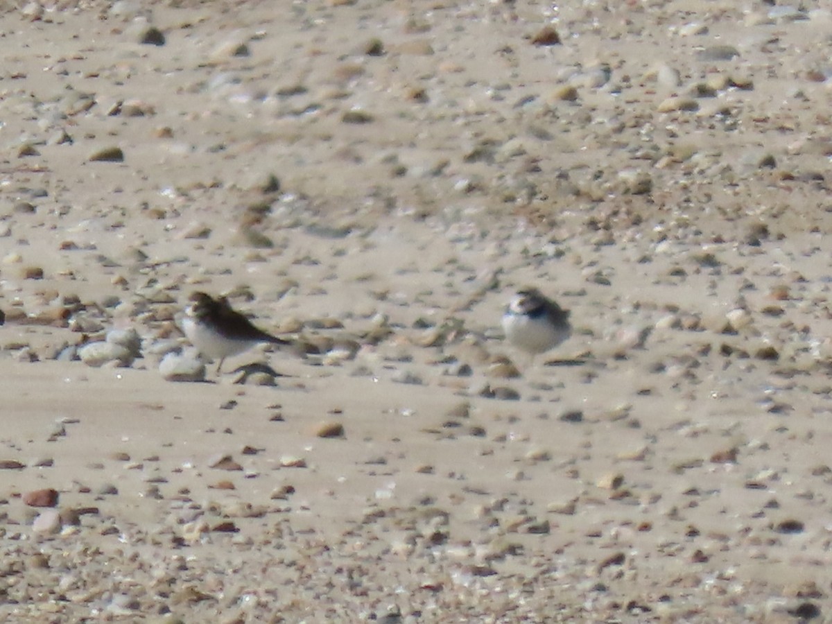 Semipalmated Plover - ML616046306