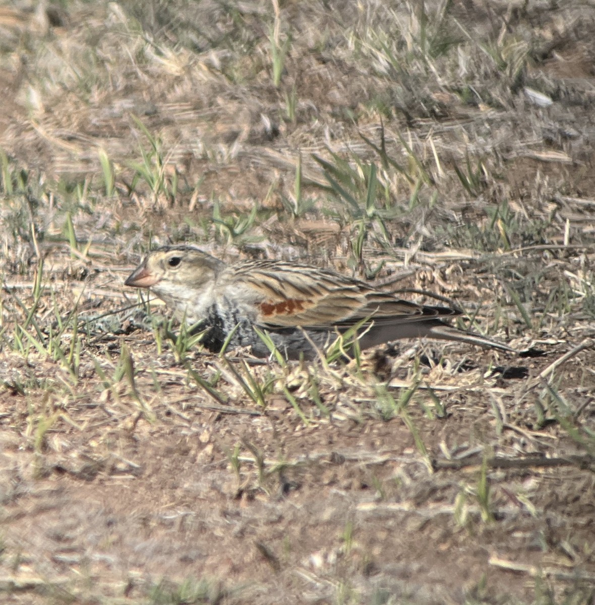 Thick-billed Longspur - ML616046359