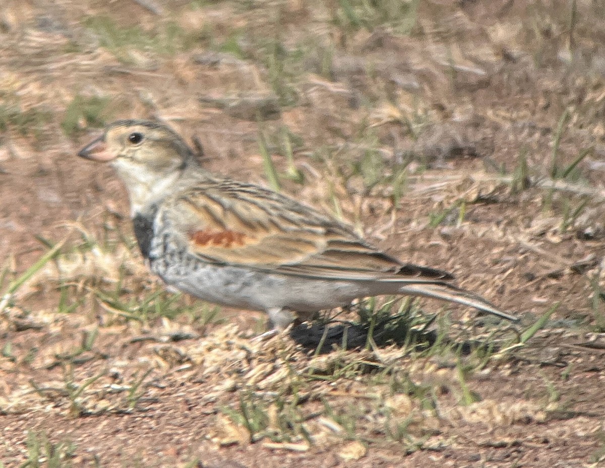 Thick-billed Longspur - ML616046428
