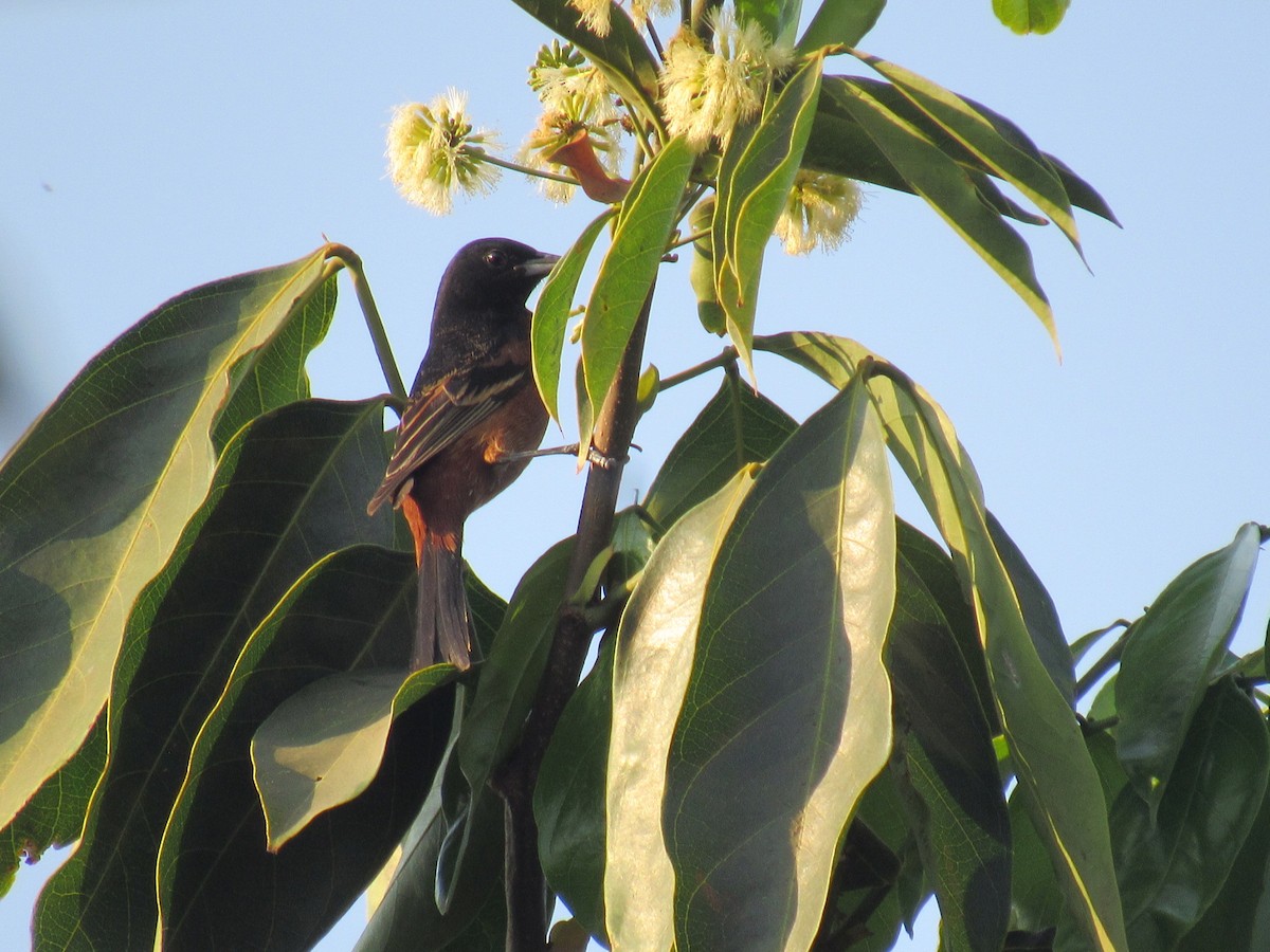 Orchard Oriole - ML616046469