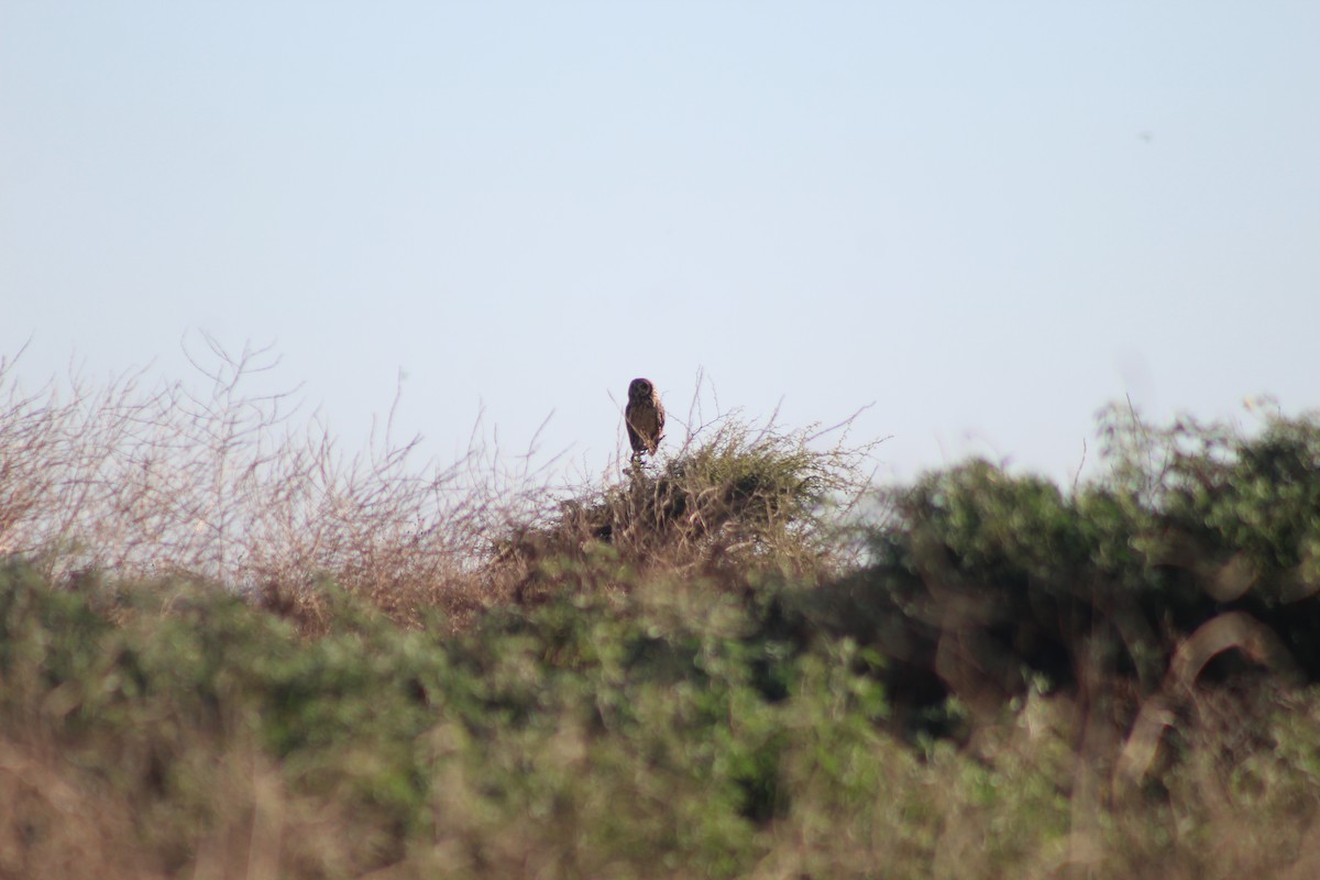 Short-eared Owl - ML616046497