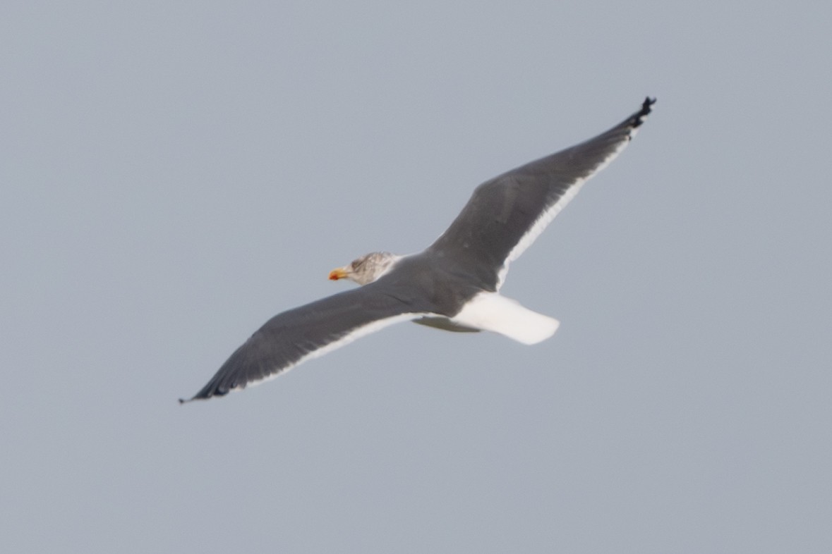 Lesser Black-backed Gull - Nadine Bluemel