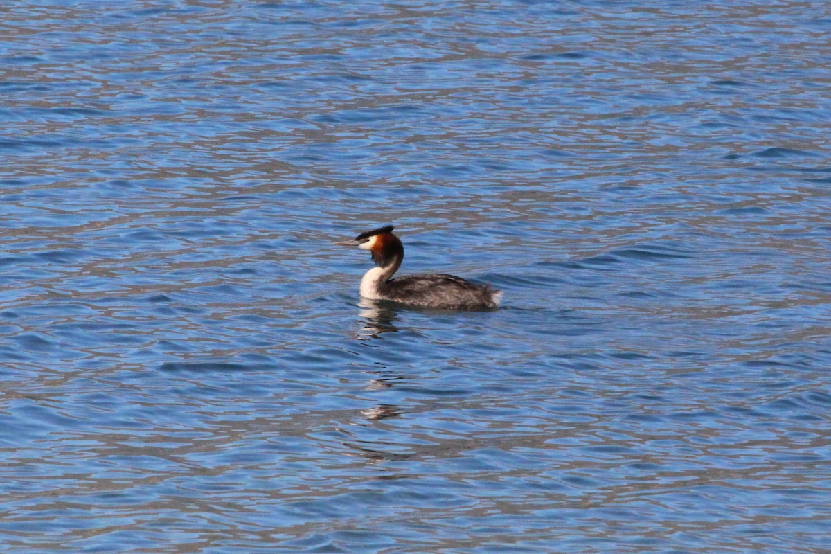 Great Crested Grebe - ML616046539