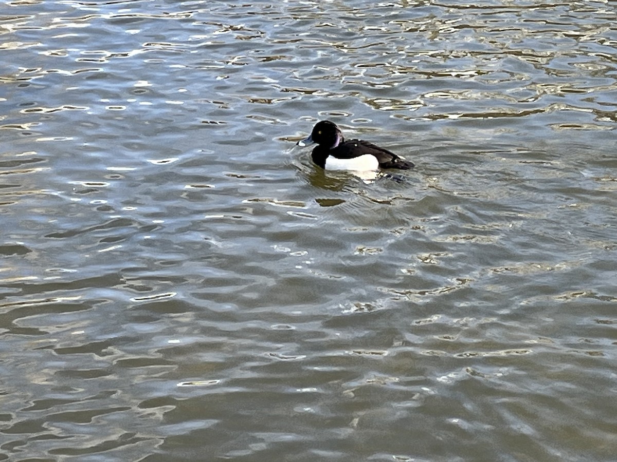 Tufted Duck - ML616046672