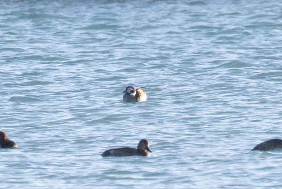Long-tailed Duck - ML616046738