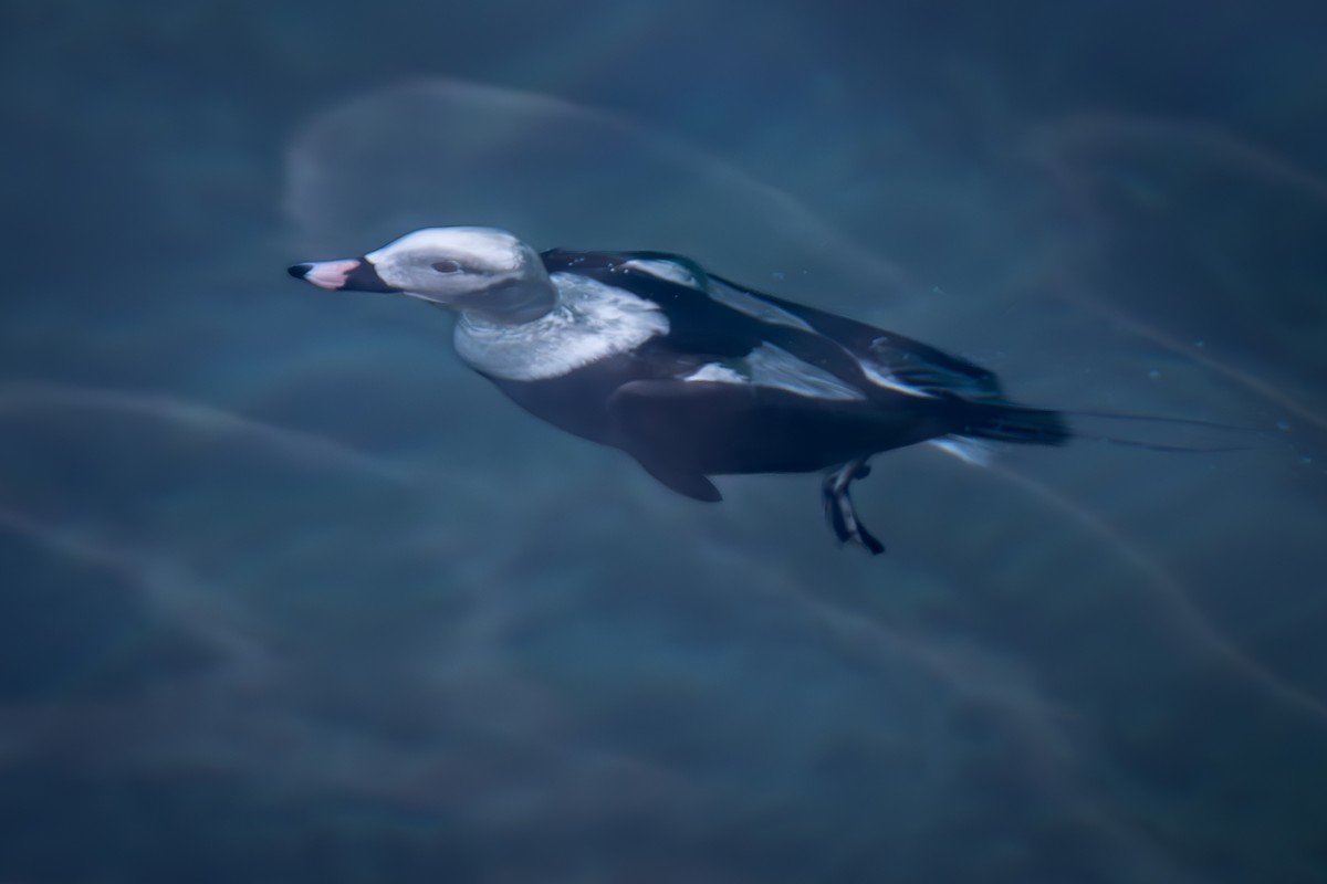 Long-tailed Duck - ML616046760