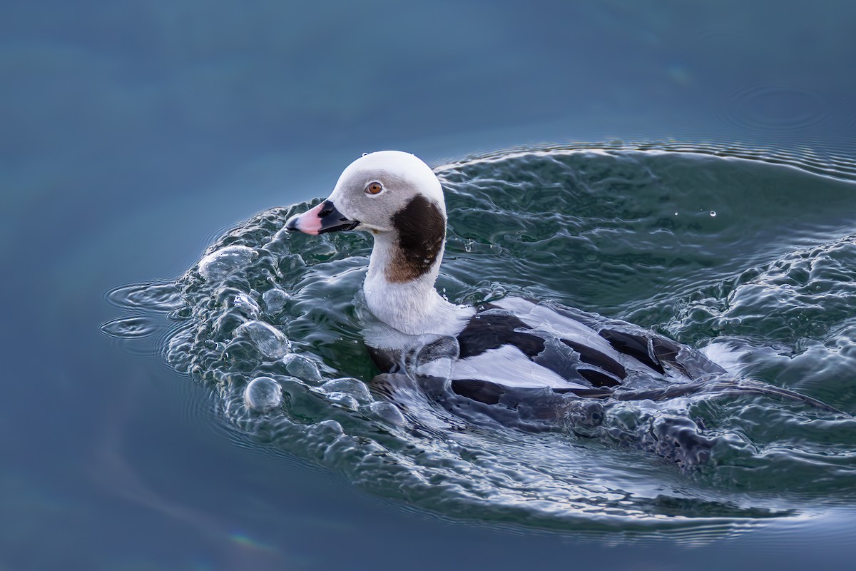 Long-tailed Duck - ML616046774