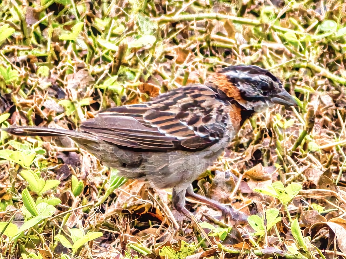 Rufous-collared Sparrow - ML616046875