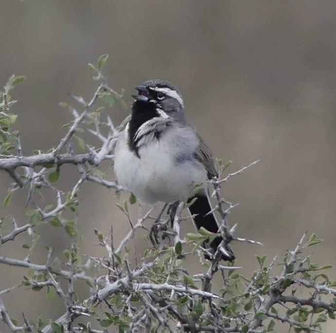 Black-throated Sparrow - ML616046886