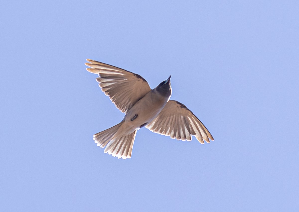 Masked Woodswallow - Pedro Nicolau