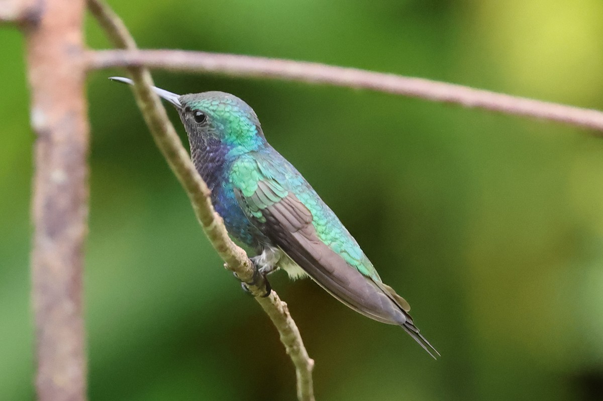 Sapphire-throated Hummingbird - Robert Martin
