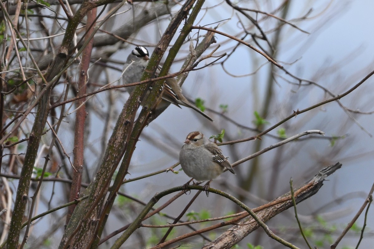 White-crowned Sparrow (leucophrys) - Vern Wilkins 🦉