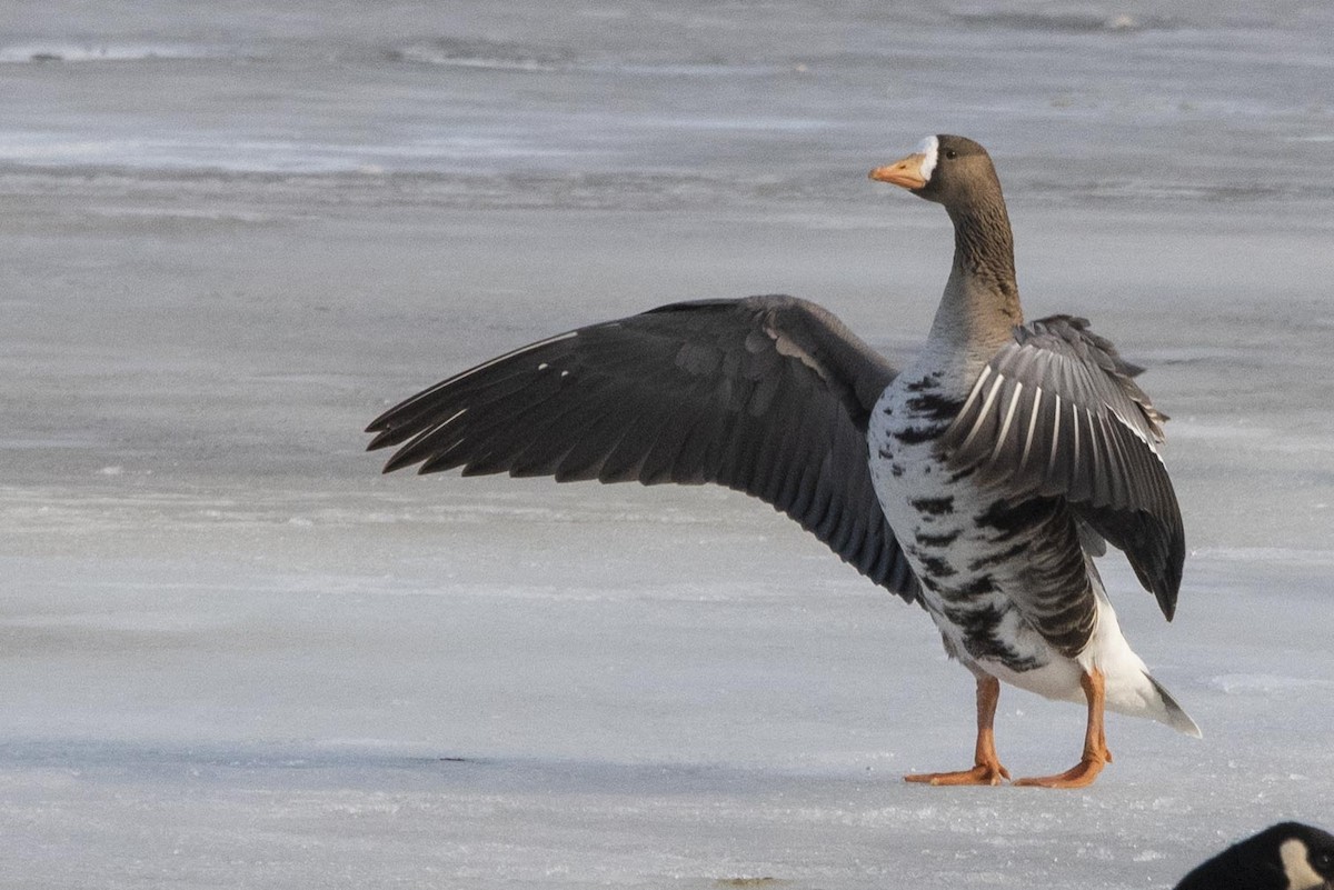 Greater White-fronted Goose - ML616047236