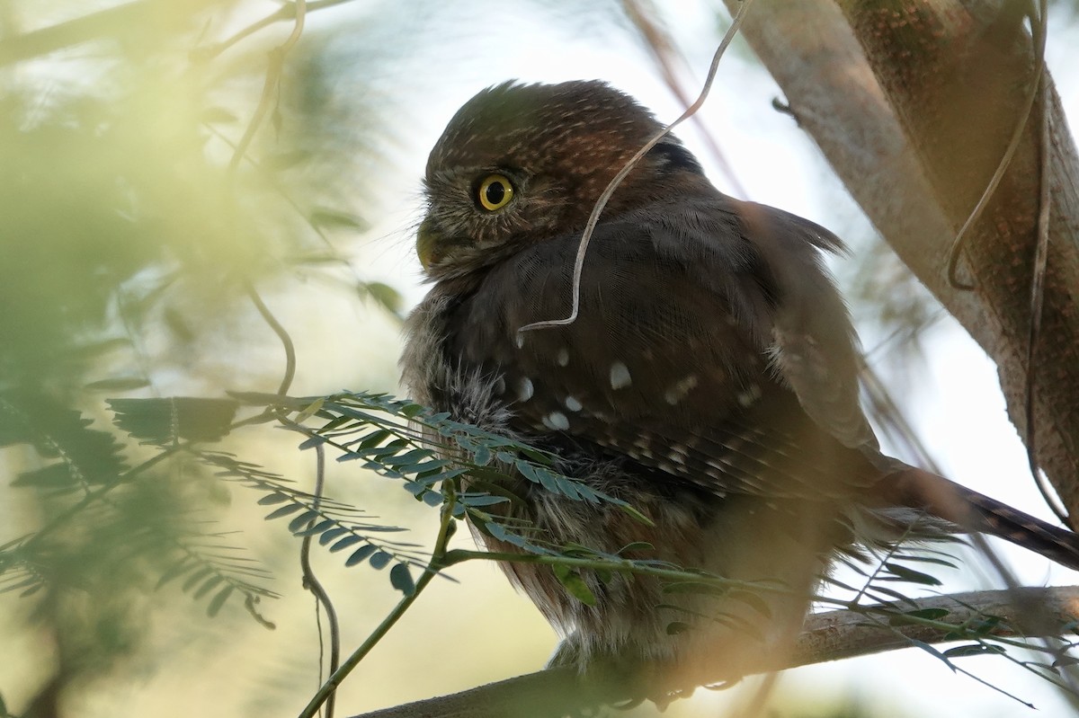 Ferruginous Pygmy-Owl - ML616047300