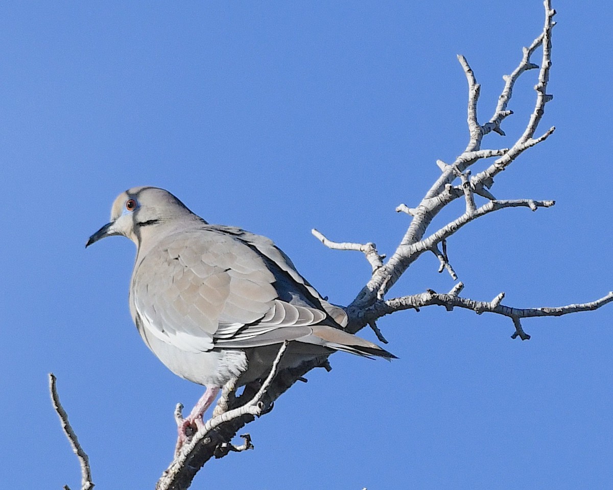 White-winged Dove - ML616047455