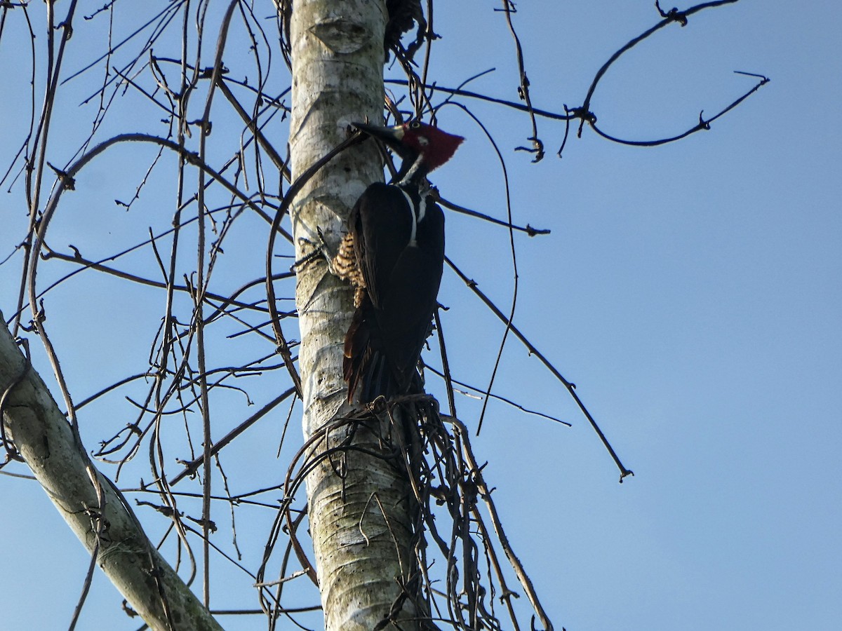 Crimson-crested Woodpecker - ML616047563