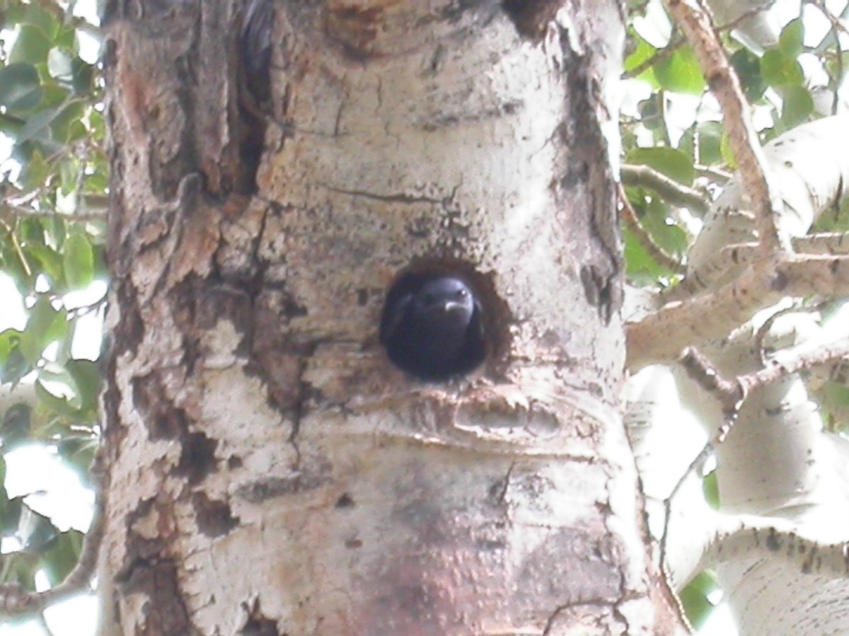 Hirondelle noire (subis/arboricola) - ML616047662