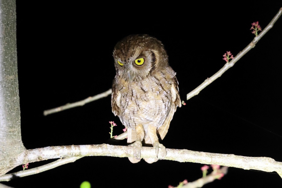 Tropical Screech-Owl - Robert Martin