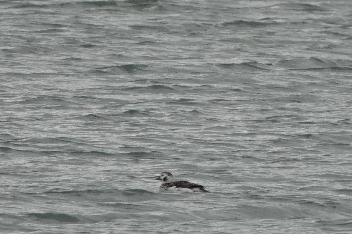 Long-tailed Duck - ML616047742