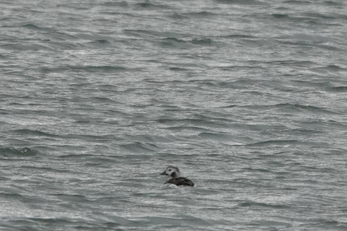 Long-tailed Duck - ML616047743