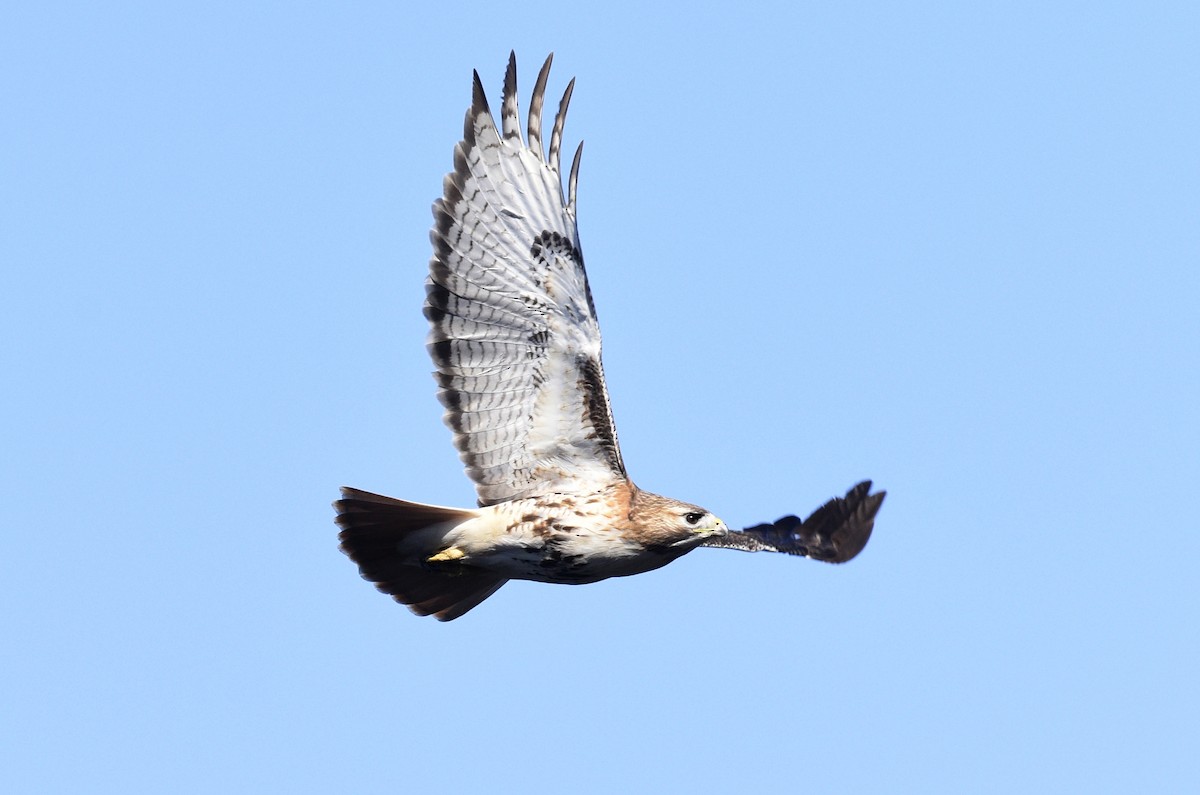 Red-tailed Hawk - ML616047771