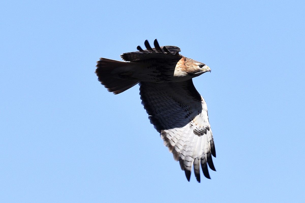 Red-tailed Hawk - ML616047772