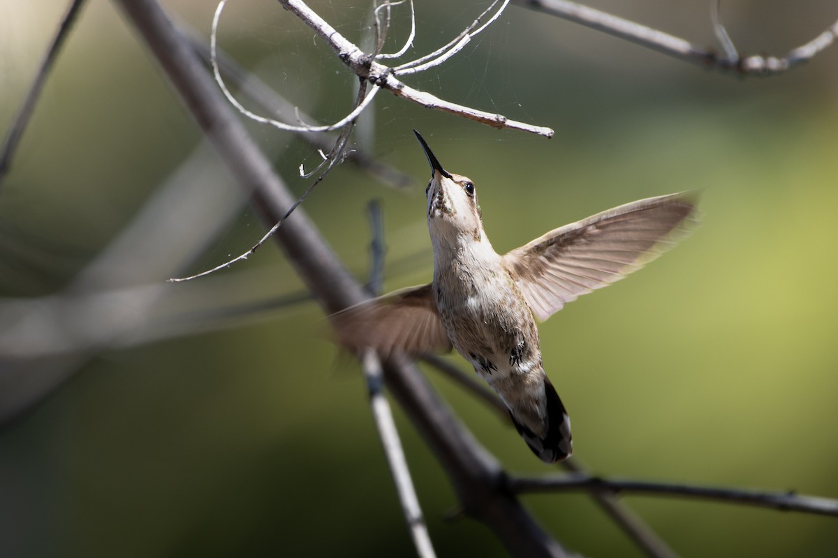 Costa's Hummingbird - ML616047773