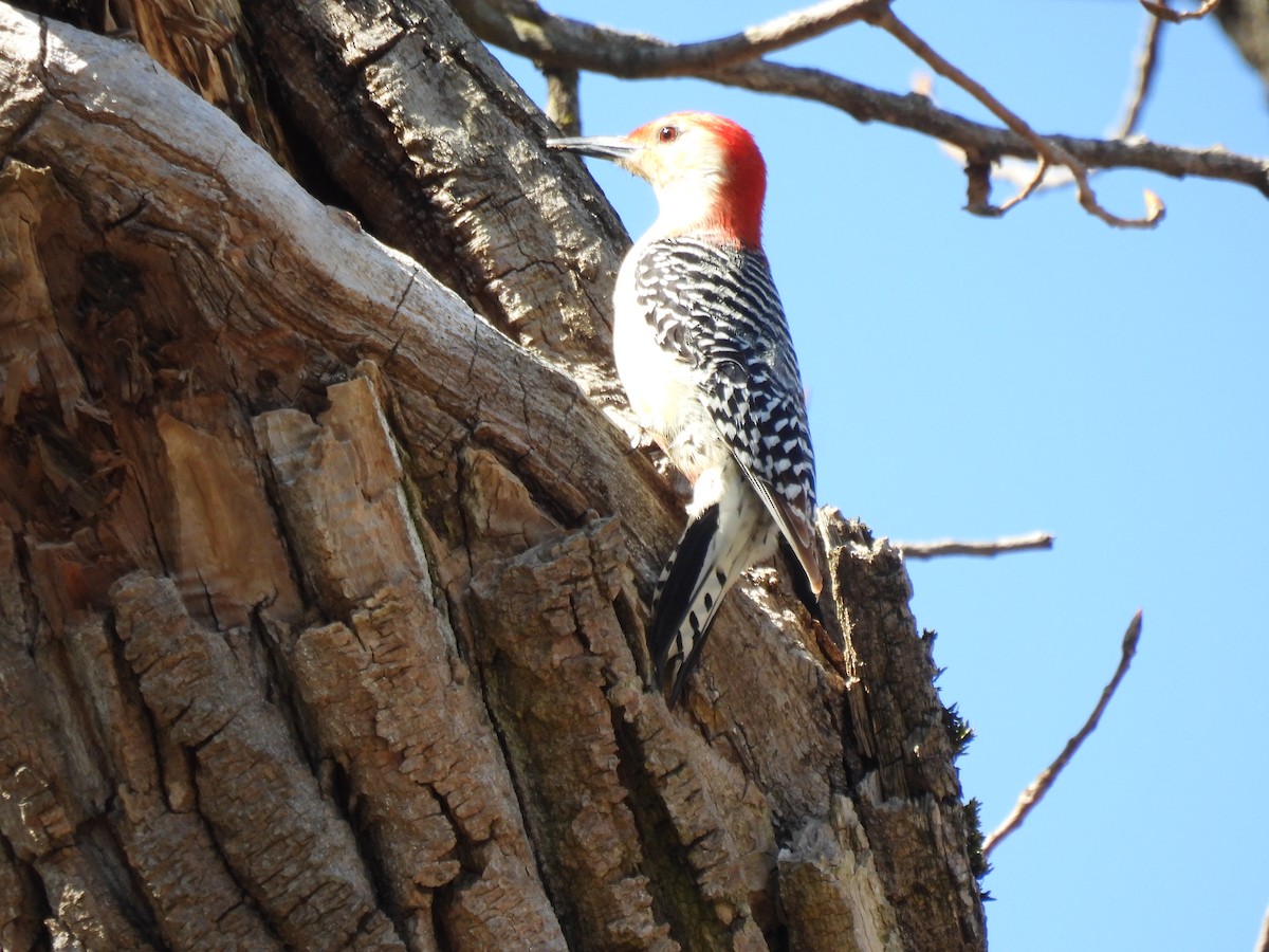 Red-bellied Woodpecker - ML616047779