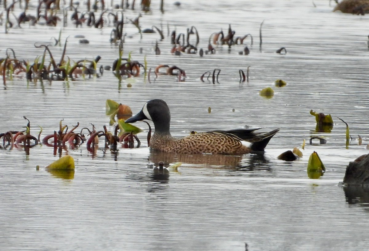 Blue-winged Teal - ML616047780