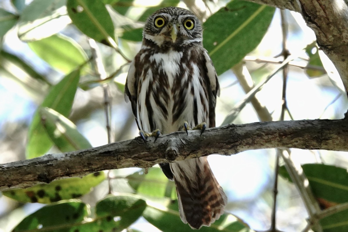 Ferruginous Pygmy-Owl - Stuart Mackenzie