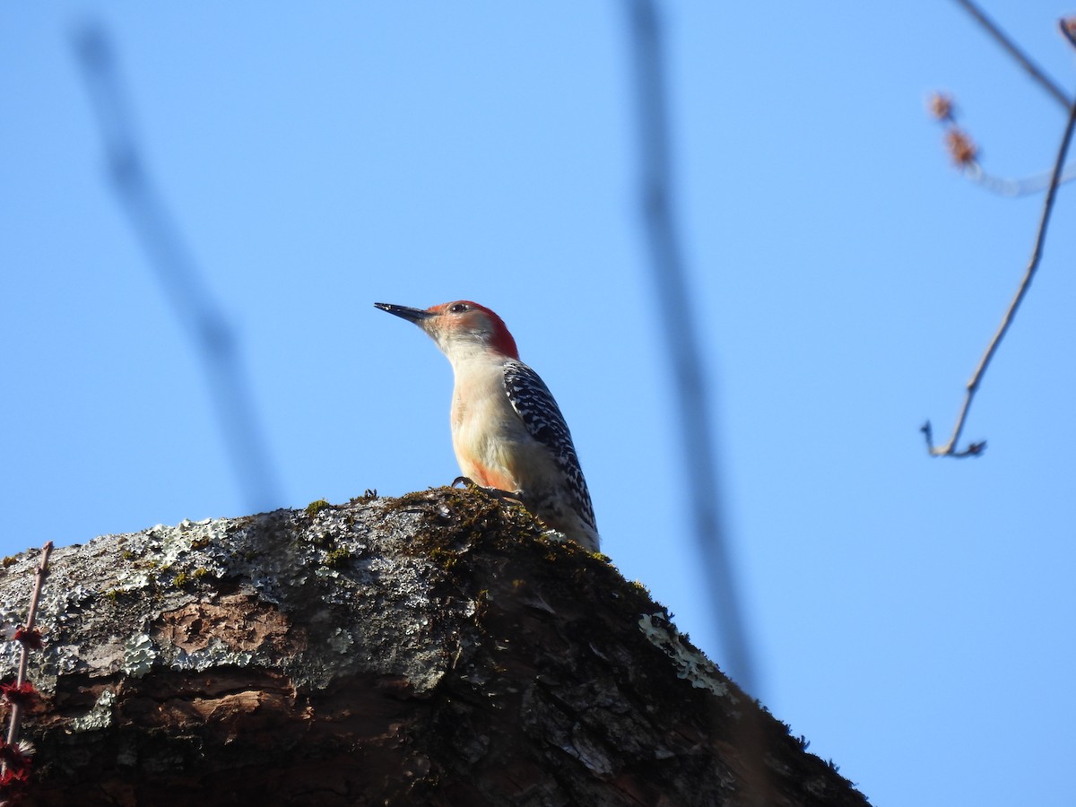 Red-bellied Woodpecker - ML616047789