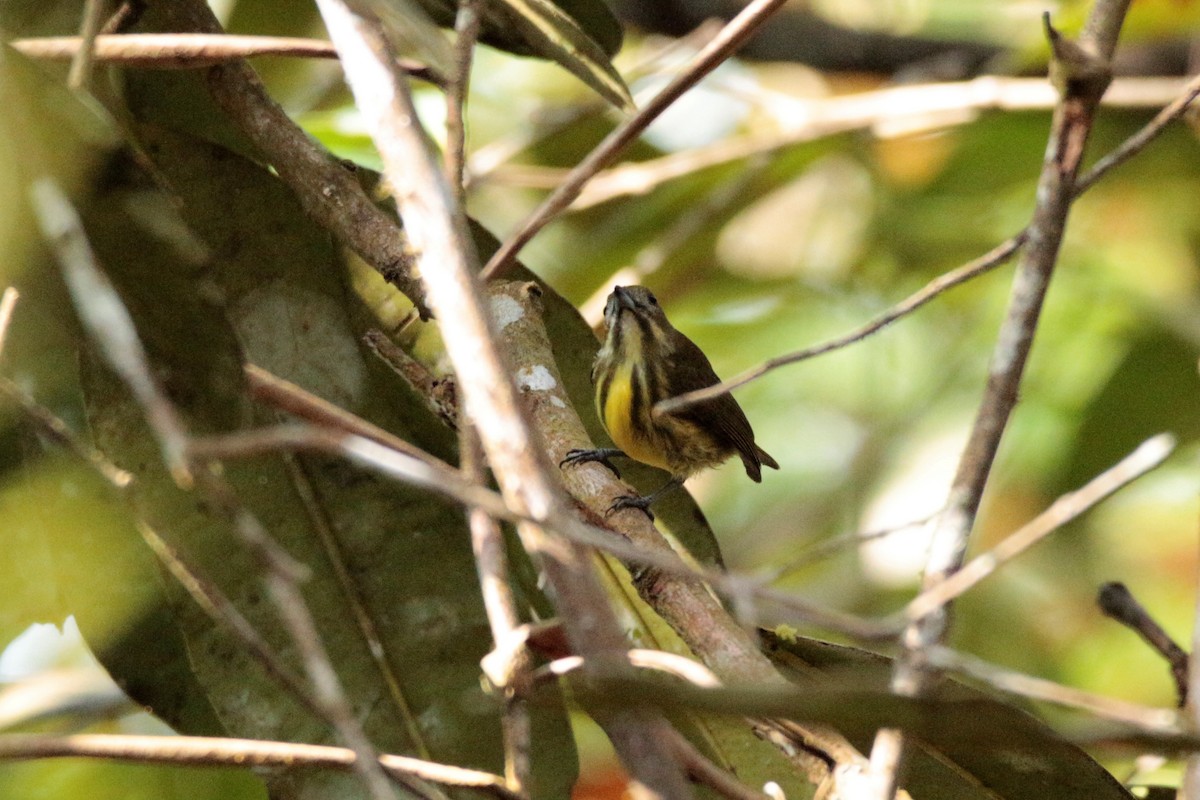 Yellow-breasted Flowerpecker - ML61604781