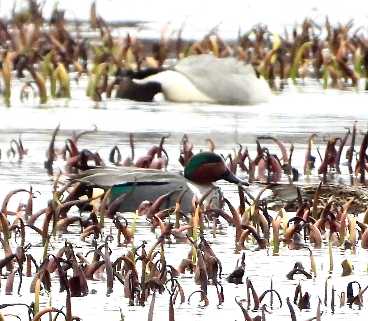 Green-winged Teal - ML616047813