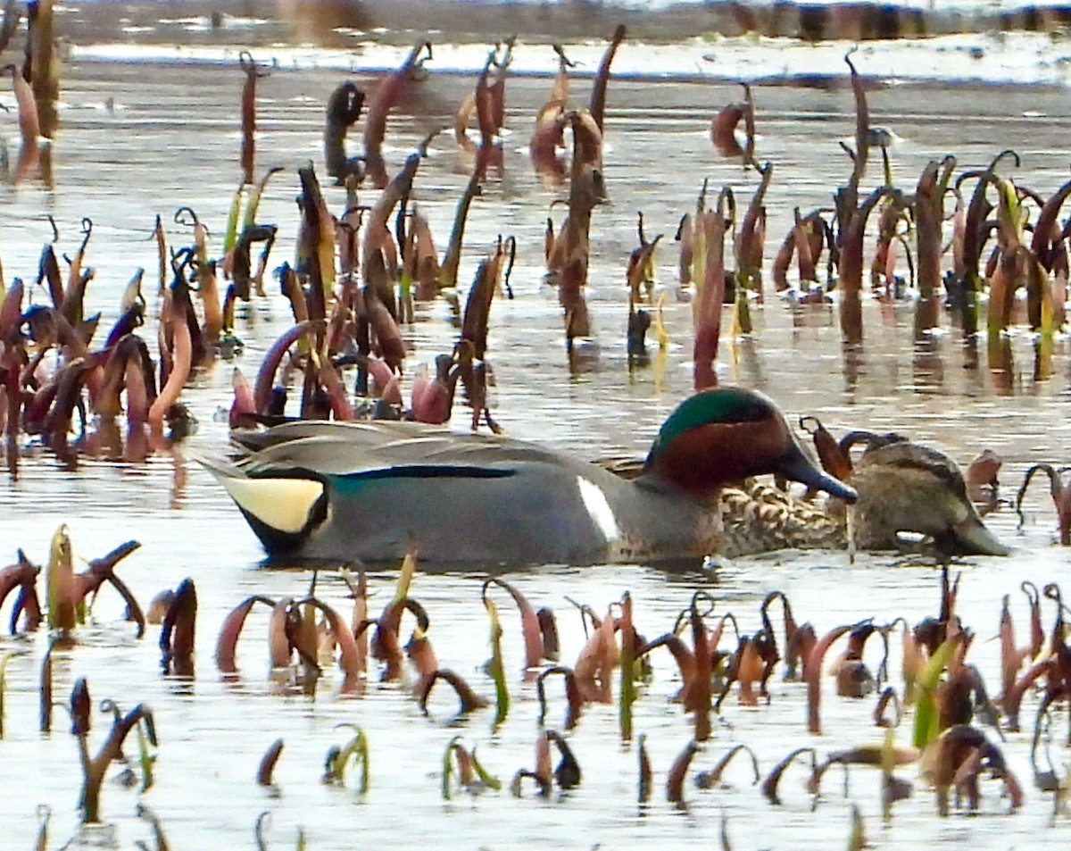 Green-winged Teal - ML616047814
