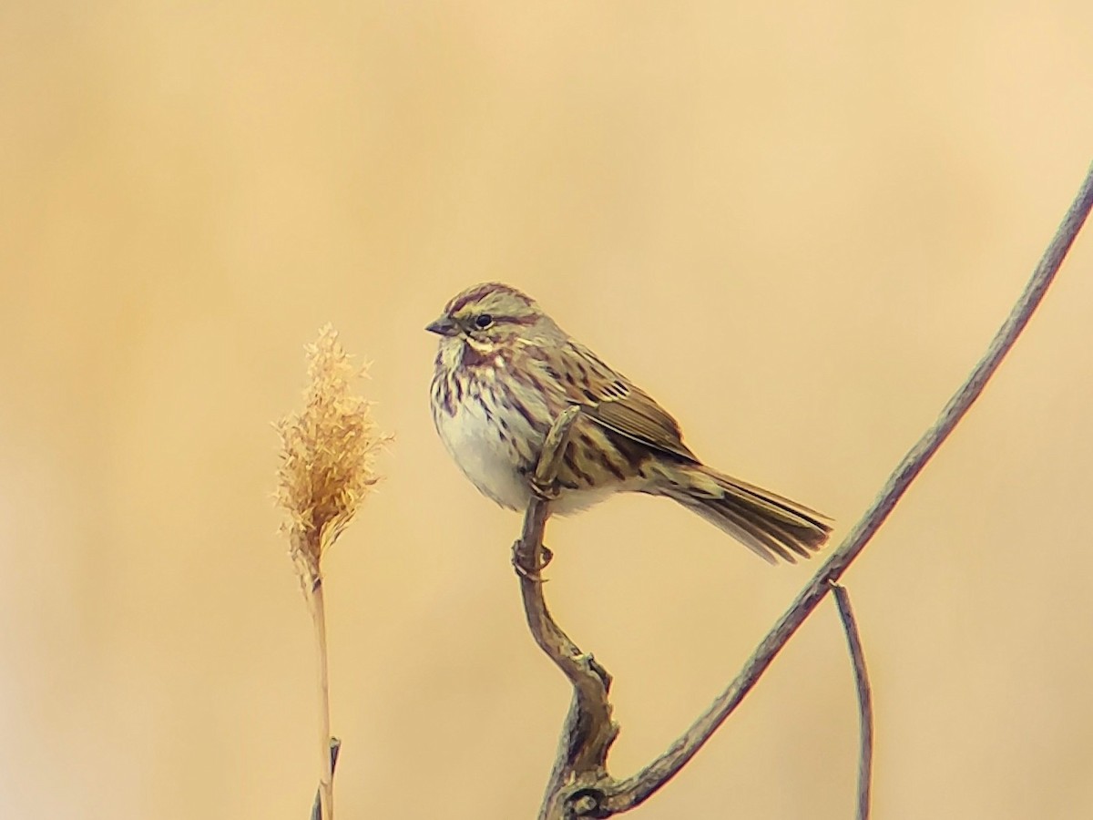 Song Sparrow (montana/merrilli) - ML616047860