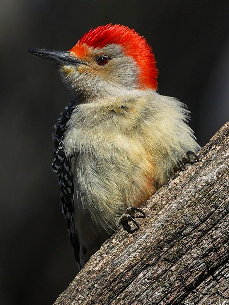 Red-bellied Woodpecker - ML616048017