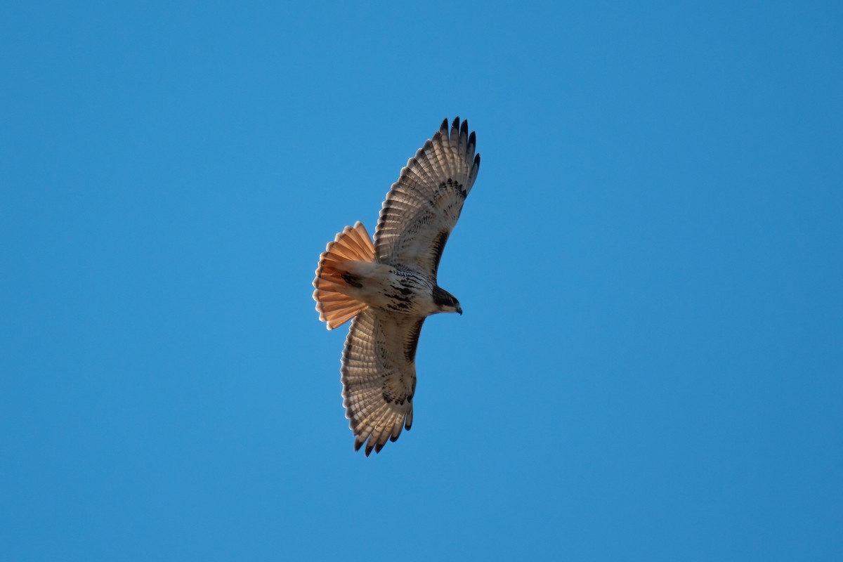 Red-tailed Hawk - ML616048027