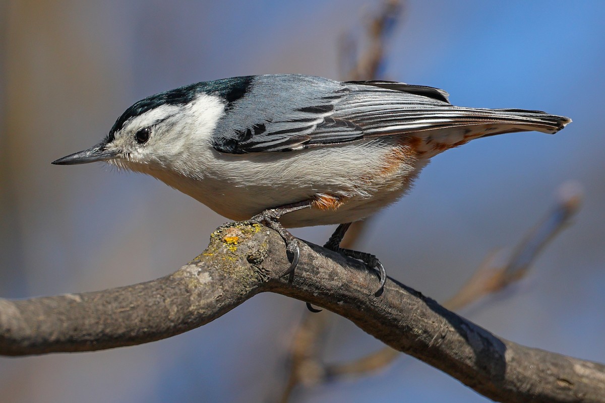 White-breasted Nuthatch - ML616048030