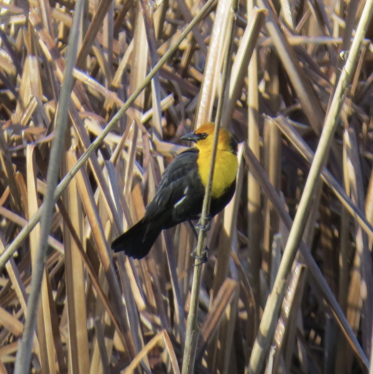 Yellow-headed Blackbird - ML616048083
