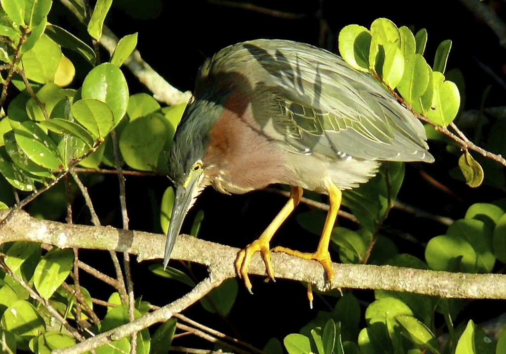 Green Heron (virescens/bahamensis) - Rick Taylor
